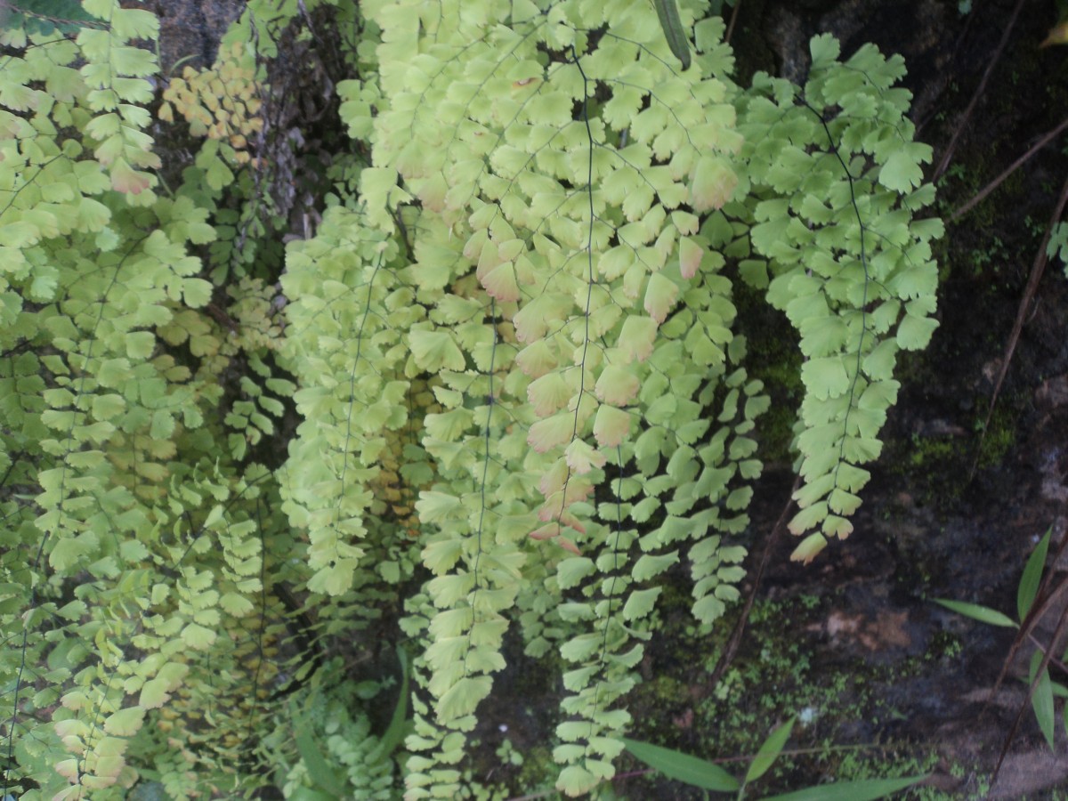 Adiantum